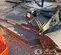 2016 Gehl RS6-42 Forklift
