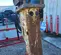 2017 SOOSAN SB 40 TSP Attachment